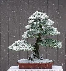 How To Protect Bonsai In Winter - Bonsai Tree Gardener