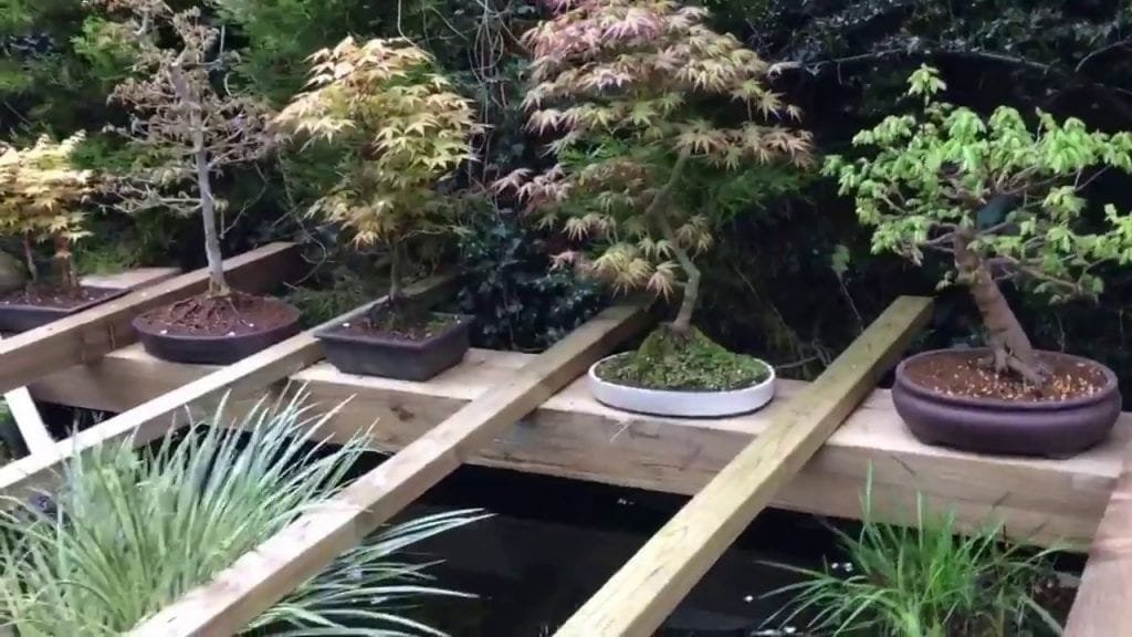 How to Bend Bonsai Branches