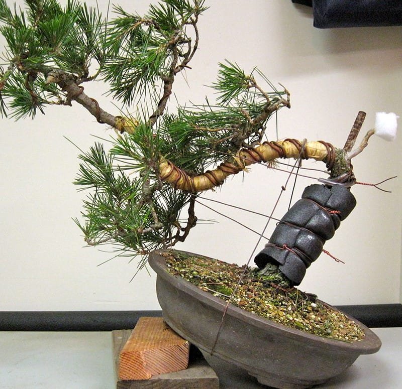 How to Bend Bonsai Tree Trunks Bonsai Tree Gardener