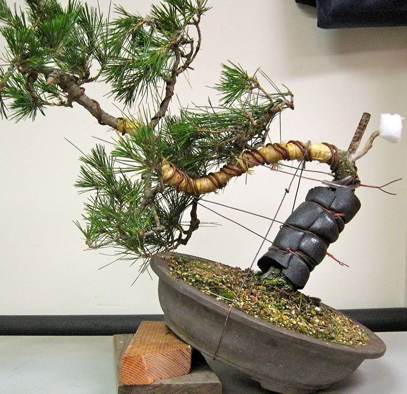 How to Bend Bonsai Tree Trunks