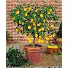 How to Bonsai a Lemon Tree - Bonsai Tree Gardener