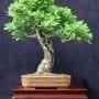 How to Bonsai an Oak Sapling