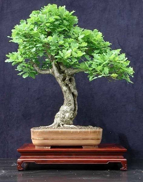 how to grow a bonsai oak tree from an acorn