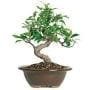 How to Keep a Bonsai Tree Alive Indoors