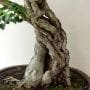 How to Thicken a Bonsai Trunk