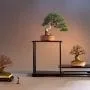 How to Use a Stand to Display Your Shohin Bonsai