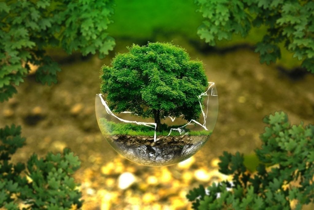 Japanese Aesthetics and It’s Influence to Bonsai Gardening