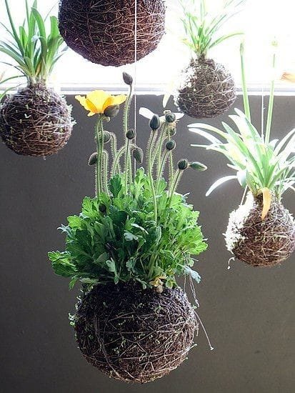 Kokedama: The Poor Man’s Bonsai