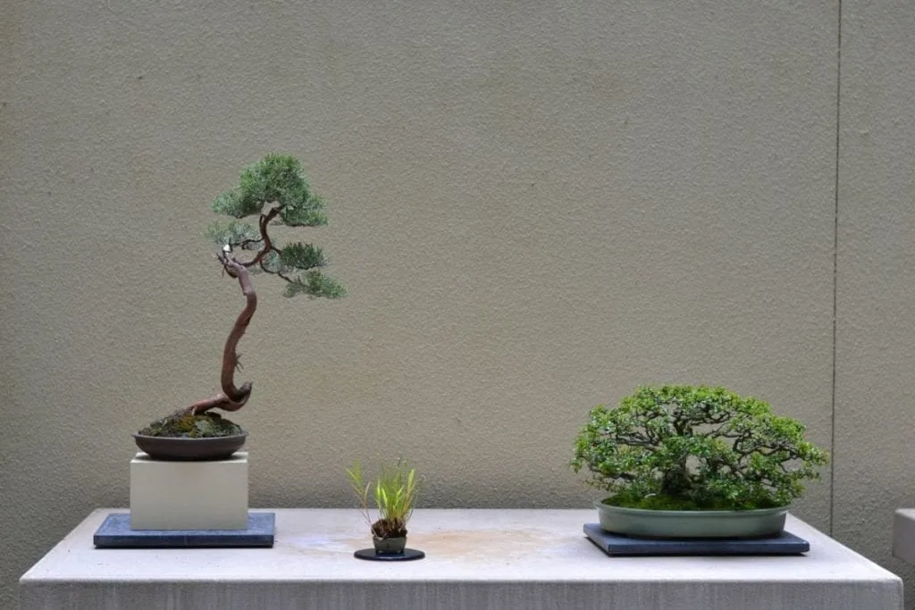 Kusamono and Shitakusa as Accompaniment with Bonsai