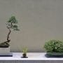 Kusamono and Shitakusa as Accompaniment with Bonsai