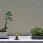 Kusamono and Shitakusa as Accompaniment with Bonsai