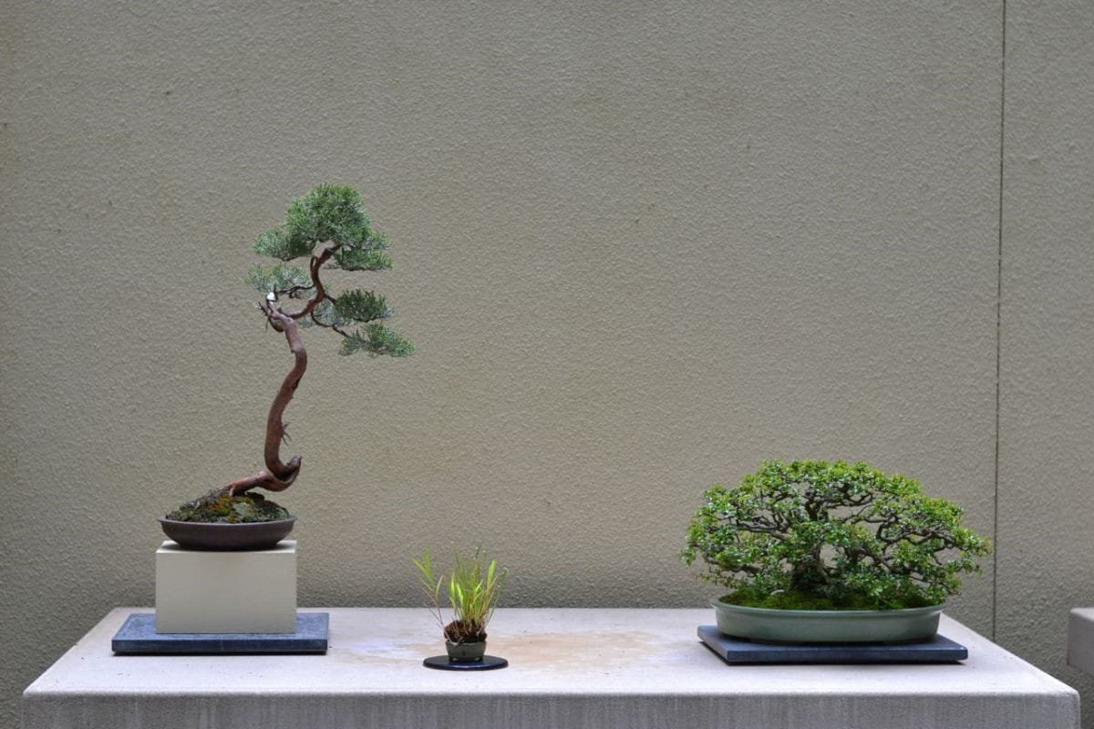 Kusamono and Shitakusa as Accompaniment with Bonsai - Bonsai Tree Gardener