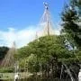 Beauty and Function in Preserving Trees and Shrubs: The Japanese Technique Yakitsuri