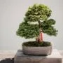 Fir Bonsai Tree Care Guide (Abies)