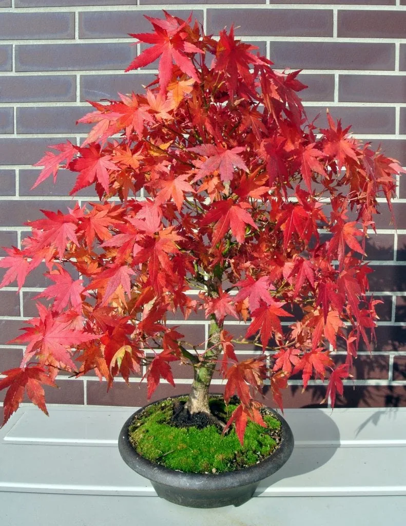 Red Maple Bonsai Tree Care Guide (Acer rubrum)