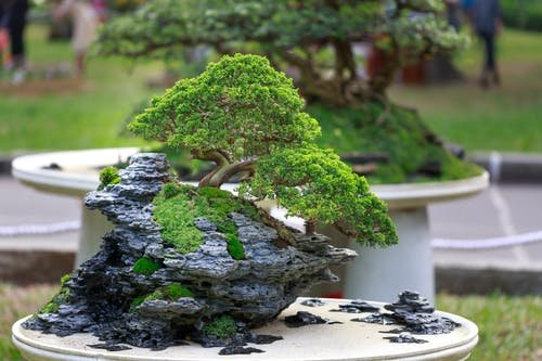 Amelanchier Bonsai Tree Care Guide (Amelanchier canadensis)