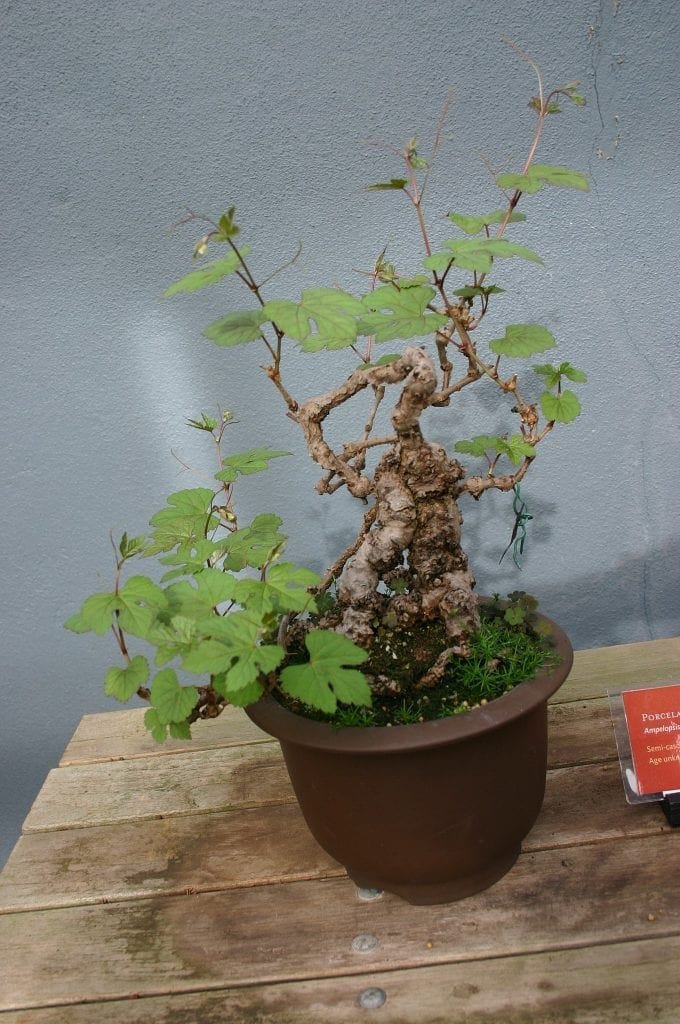 Ampelopsis Bonsai Tree Care Guide (Ampelopsis glandulosa)