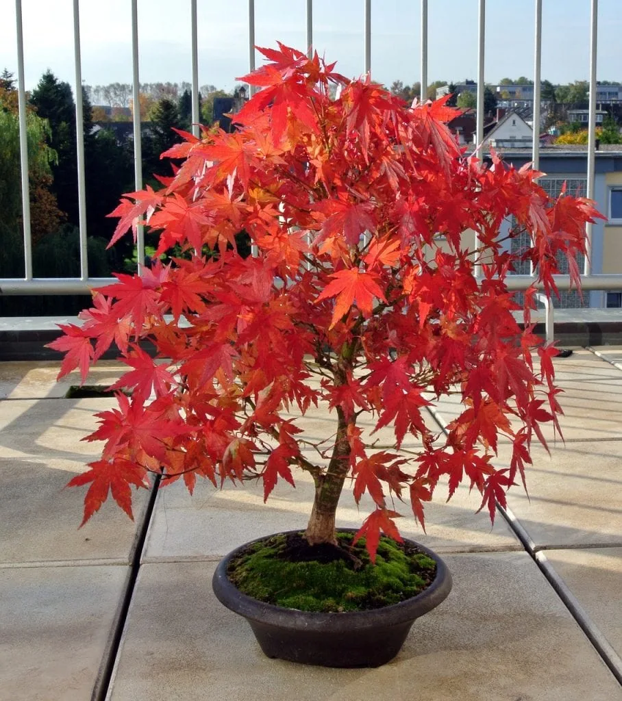 groer bonsai topf 24,4" (62cm) Extra groer handgefertigter rechteckiger Bonsai-Topf mit   Mypotscape