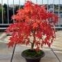 Amur Maple Bonsai Tree Care Guide (Acer ginnala)