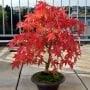 Amur Maple Bonsai Tree Care Guide (Acer ginnala)