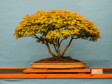 Aralia Bonsai Tree Care Guide