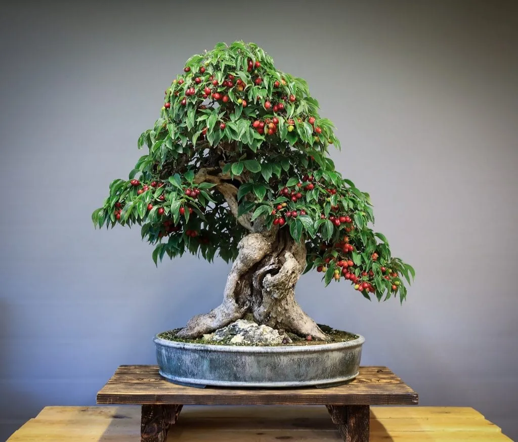 chinesische kiefer bonsai Pinus