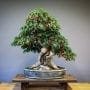 Barberry Bonsai Tree Care Guide (Berberis)