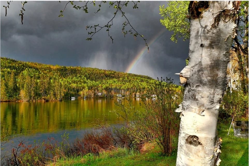 River Birch Bonsai Tree Care Guide (Betula nigra)