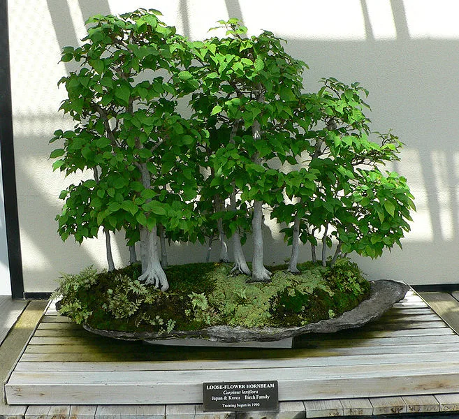 Birch Bonsai Tree Care Guide (Betula) - Bonsai Tree Gardener
