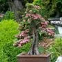 Bonsai Trends in the US in 2021