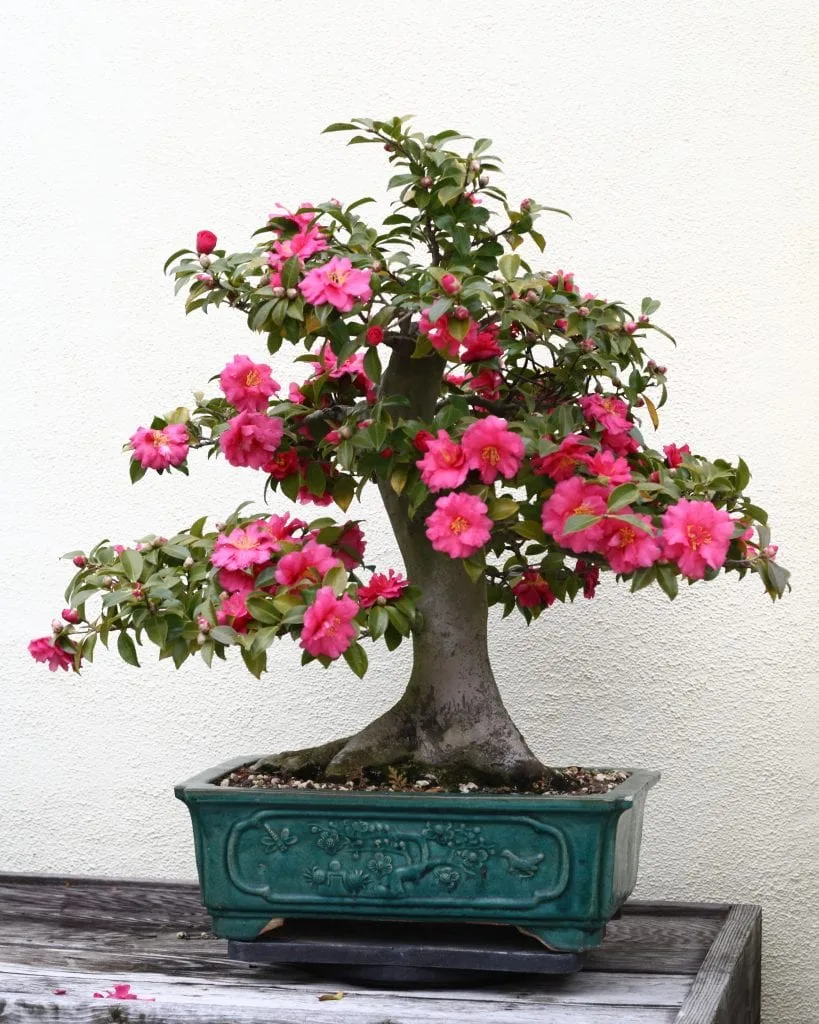Camellia Bonsai Tree Care Guide (Camellia japonica) - Bonsai Tree Gardener