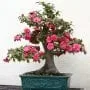 Camellia Bonsai Tree Care Guide (Camellia japonica)