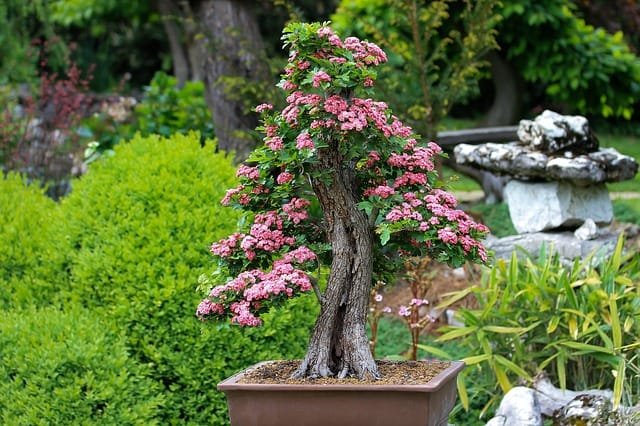 Bonsai Trends in the US in 2021
