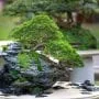 Chrysanthemum Bonsai Tree Care Guide (Asteraceae)