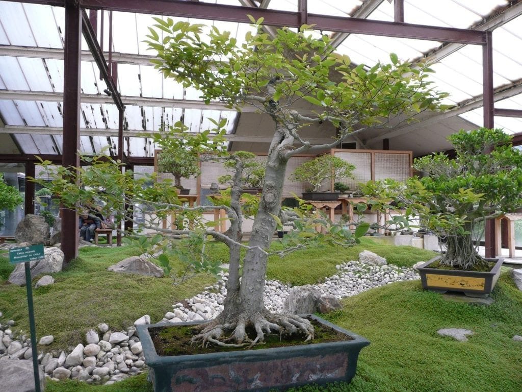 Chinese Hackberry Bonsai Tree Care Guide (Celtis sinensis)