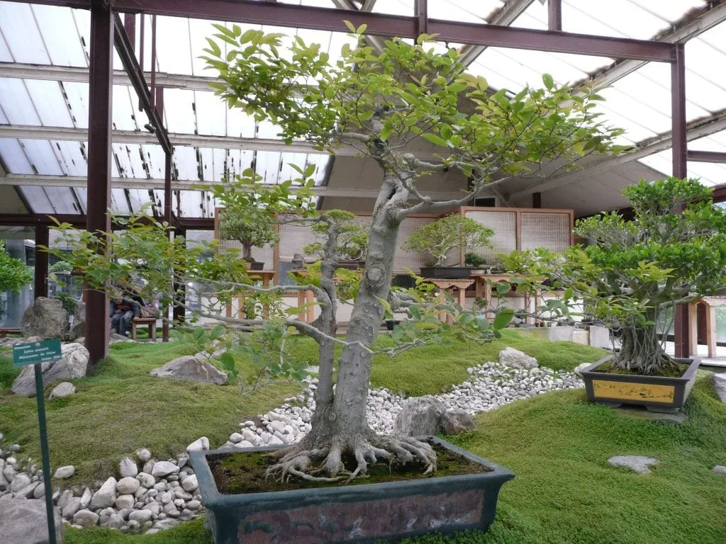 Chinese Hackberry Bonsai Tree Care Guide (Celtis sinensis) - Bonsai Tree  Gardener