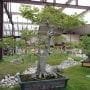 Chinese Hackberry Bonsai Tree Care Guide (Celtis sinensis)