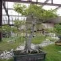 Chinese Hackberry Bonsai Tree Care Guide (Celtis sinensis)