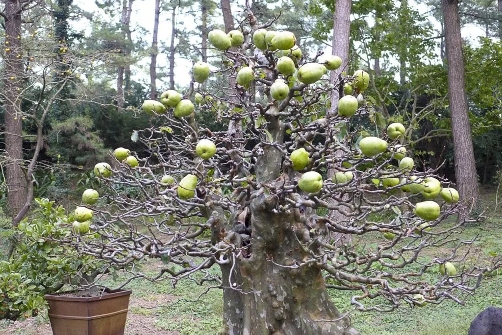 Flowering Quince Bonsai Tree Care Guide (Chaenomeles)