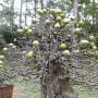 Flowering Quince Bonsai Tree Care Guide (Chaenomeles)