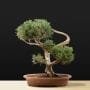 Cypress Bonsai Tree Care Guide (Chamaecyparis)