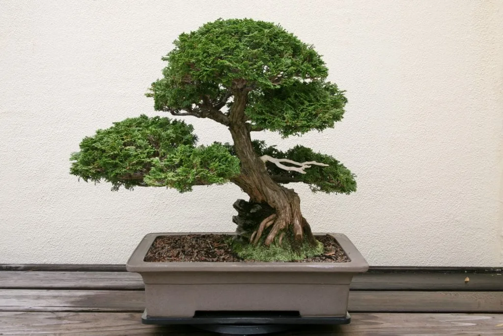 Hinoki Cypress Bonsai Tree Care Guide (Chamaecyparis obtusa)