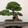 Hinoki Cypress Bonsai Tree Care Guide (Chamaecyparis obtusa)