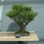 Sawara Cypress Bonsai Tree Care Guide (Chamaecyparis pisifera)