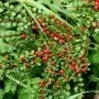 Cotoneaster Bonsai Tree Care Guide