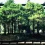 Hawthorn Bonsai Tree Care Guide (Crataegus)