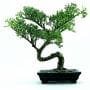 Sugi Bonsai Tree care Guide (Cryptomeria)