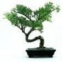 Sugi Bonsai Tree care Guide (Cryptomeria)