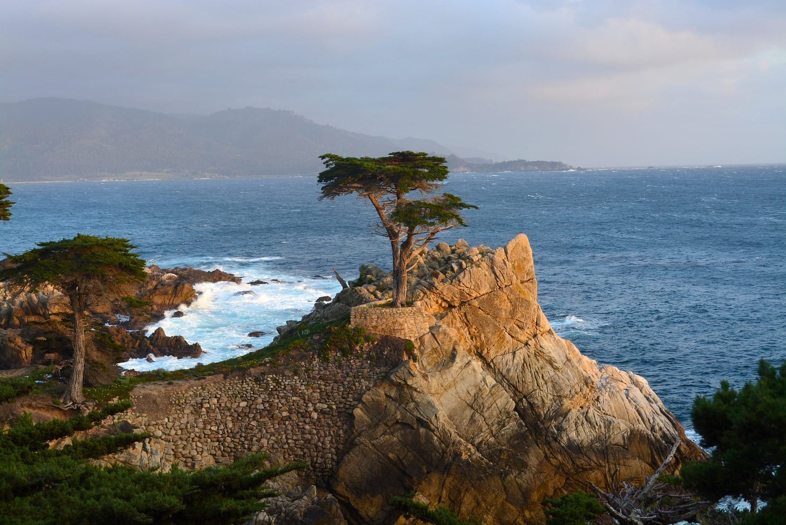Cupressus Bonsai Tree Care Guide - Bonsai Tree Gardener