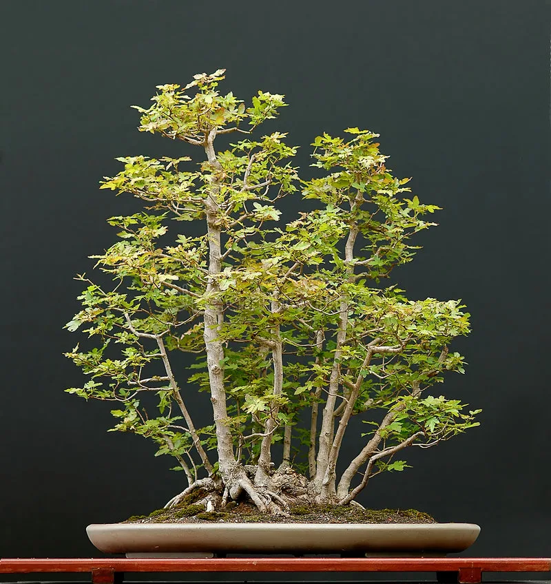 Field Maple Bonsai Tree Care Guide (Acer campestre)